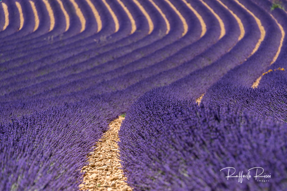 Valensole (2)